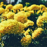 EXTRAIT DE SOUCI